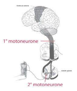 motoneuroni